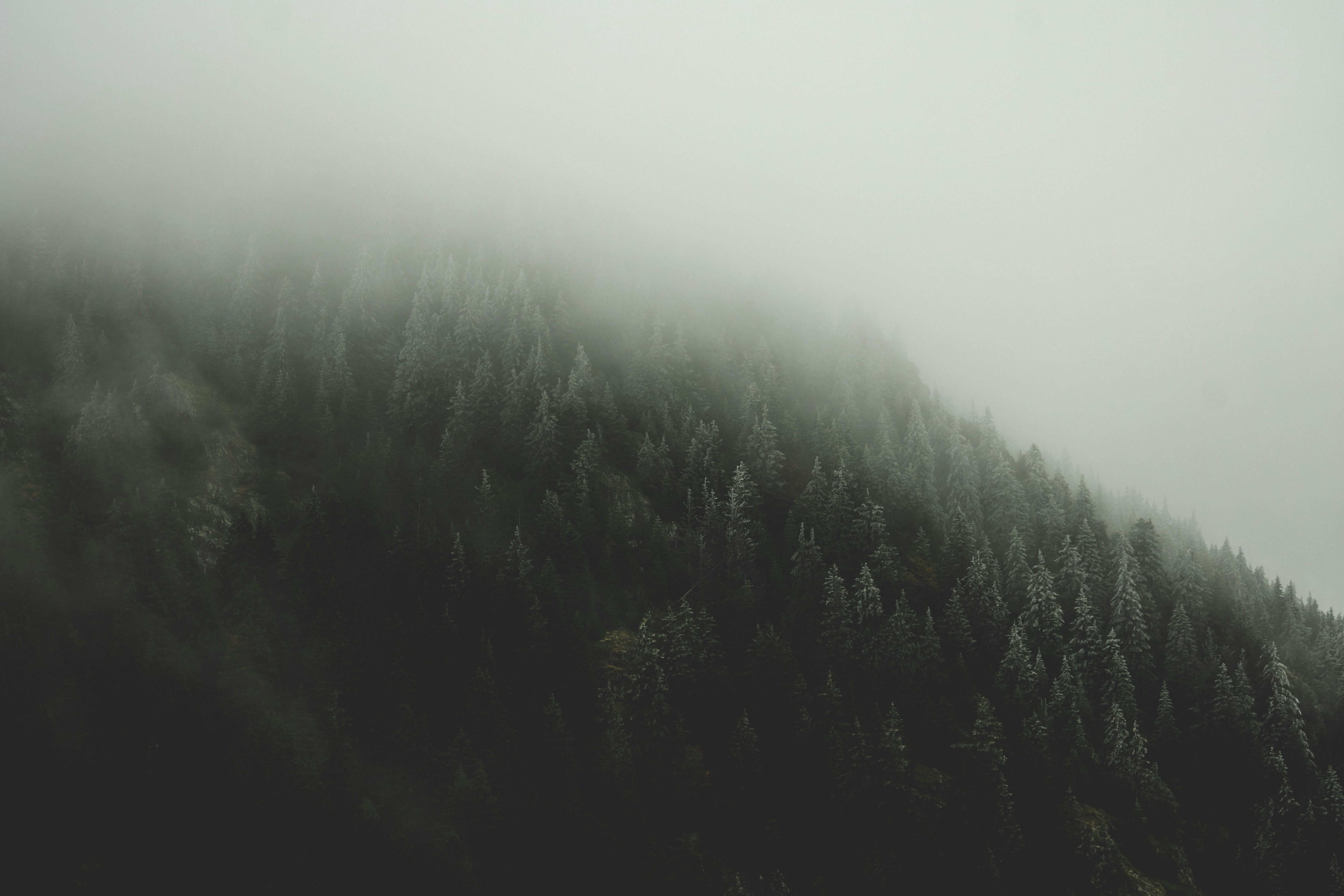 green trees under white sky during daytime